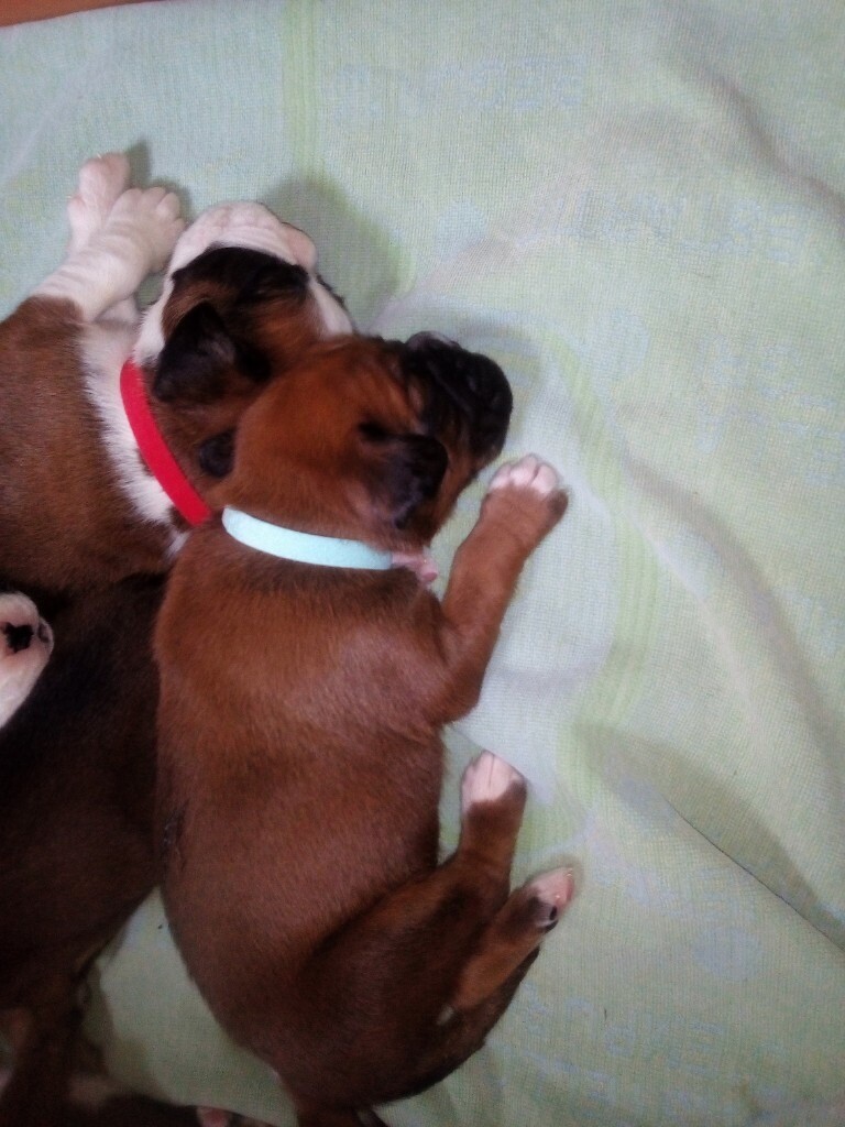 gumtree boxer puppies for sale